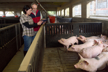 Wall Mural - a couple of farmers with a digital tablet watching the pigs