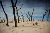 Fototapeta  - dead tree in the desert