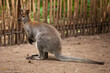 Red necked wallaby or Bennett's wallaby, Macropus rufogriseus