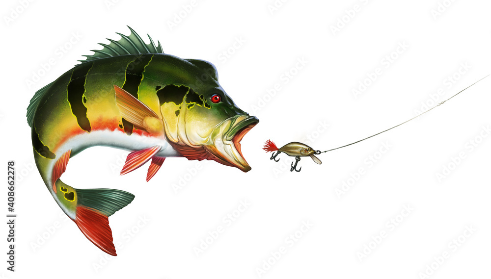 Peacock Bass Cichlid attack golden wobbler bait. Amazon Big Peacock Bass  realistic illustration isolate art. Stock Illustration | Adobe Stock