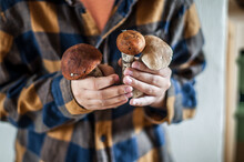 Three Large Forest Mushrooms In Children's Hands.