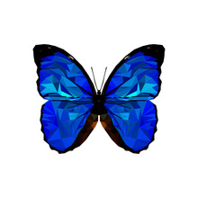 Triangular Butterfly Triangular Butterfly Free Stock Photo - Public Domain Pictures