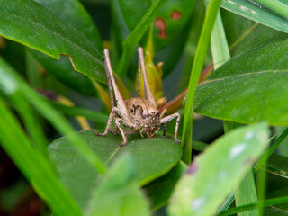 Wall Mural - spider on a green leaf