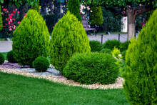 Landscape Bed Of A Garden With Evergreen Bushes Thuja Mulched By Yellow Stone In A Spring Park With Decorative Landscape Design, Nobody.