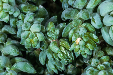 Wall Mural - Donkey's Tail Plant (Sedum morganianum)