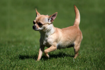 Chihuahua