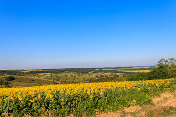 Canvas Print - Summer landscape with sunflower fields, hills and blue sky