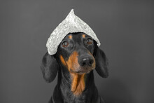 Adorable Funny Black Dachshund Dog With Long Ears Wearing Tin Foil Cap Poses For Camera On Grey Background Extreme Closeup