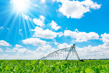 Irrigation of farmland to ensure the quality of the crop. Sunny day, sunlight