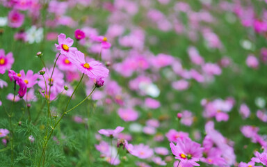 Wall Mural - Pink cosmos flowers blooming in the garden