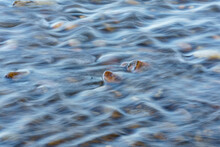 Closeup Of Motion-Blurred Water Riffles  Flowing Over A Cobble Stone Riverbed
