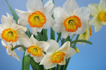 Canvas Print - Bouquet of white daffodils on a blue background.