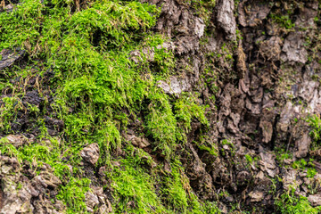 Wall Mural - rough and cracked tree trunk surface covered by green mosses