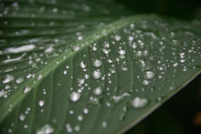 Transparent Rain Water On A Green Leaf Of A Canna Plant. Close Up Photo. After Heavy Rain, Flowers And Leaves Acquire Their Natural Beauty. Beautiful Background, Focus On Drops