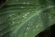 Transparent Rain Water On A Green Leaf Of A Canna Plant. Close Up Photo. After Heavy Rain, Flowers And Leaves Acquire Their Natural Beauty. Beautiful Background, Focus On Drops
