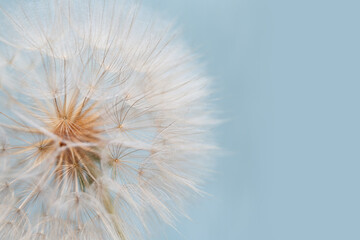 dandelion goatbeard on turquoise background