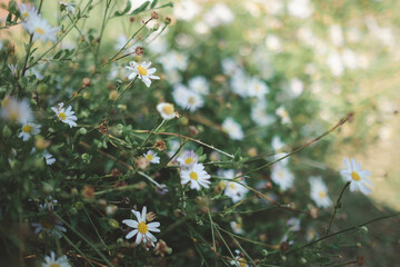 Wall Mural - Daisies planted in the garden with the morning sun