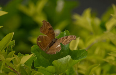 Wall Mural - butterfly on leaf