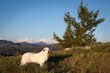 © SuperStock - Great Pyrenees standing in high grass with a mountain range in background.