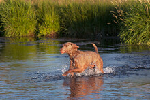 Grey Weimaraner Running Through A Creek Splashing Up Water.