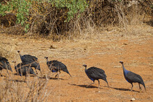 Vulturine Guineafowls (Acryllium Vulturinum) Are Walking On Loess. Large Numbers Of Animals Migrate To The Masai Mara National Wildlife Refuge In Kenya, Africa. 2016.