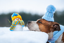 Lovely Dog Dressed In A Knitted Hat And Scarf With A Little Snowman In Winter. American Staffordshire Terrier Dog.