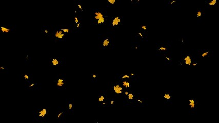 Poster - falling slow autumn maple leaves 2 clip. there are 2 clip with alpha channel start to end and seamle