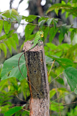 Sticker - Common green forest lizard // Sägerückenagame (Calotes calotes) - Sri Lanka