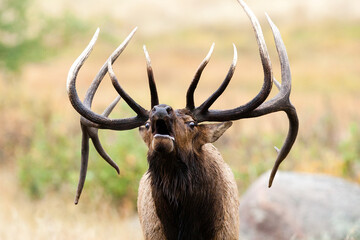 portrait of a bugling bull elk in colorado