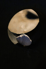 Sticker - conch on a rock on the beach