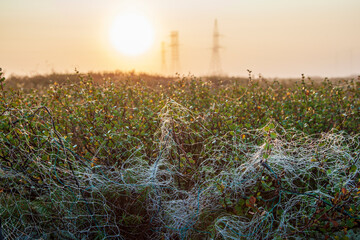 The power industry, Support of high-voltage transmission lines at dawn in fog, natural noise in the fog