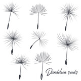 Fototapeta Dmuchawce - Collection of vector dandelion seeds