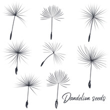 Collection Of Vector Dandelion Seeds