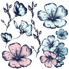 Poster - Collection of vector hand drawn flowers for design