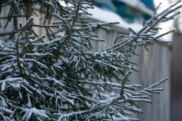 Branches of a Christmas tree in the snow. Close-up