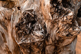 Fototapeta  - Zbliżenie na pień drewna, konar., naturalne tło, piękna tekstura z wieloma szczegółami.