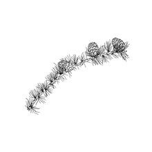 Vector Illustration Of The Black Line Hand Drawn Larch Branch With Cones Isolated On White Background