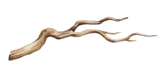tree dry branch watercolor illustration. hand drawn botanical graphic tree stick element. big tree b
