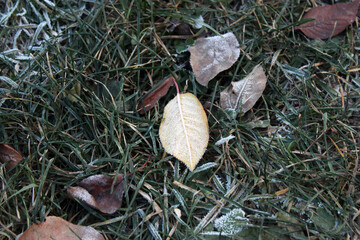 Wall Mural - Frozen autumn leaves. Mixed autumnal leaves on the ground after cold weather. Seasonal background.