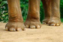 Close Up Of Feet Of Elephant 