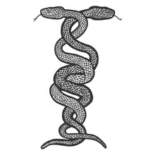 Intertwined Two Snakes. Engraving Vector Illustration. Sketch