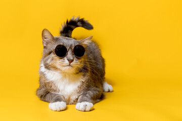 Wall Mural - A funny, adorable cat in sunglasses, the tail above his head looks like a feather. Copy space. Isolated, on a yellow background.