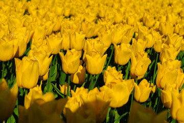 Wall Mural - Magical landscape with fantastic beautiful tulips field in Netherlands on spring. Blooming multicolor dutch tulip fields in a dutch landscape Holland. Travel and vacation concept. Selective focus. 