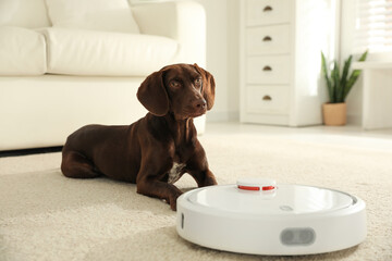 Sticker - Modern robotic vacuum cleaner and German Shorthaired Pointer dog on floor indoors