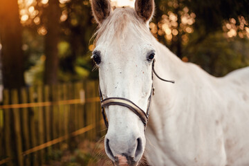 White arabian horse standing on farm ground, blurred fence and trees background, closeup detail to animal head