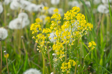 Wild Radish in natural growth environment. Raphanus raphanistrum L.