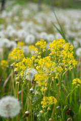 Wall Mural - Wild Radish in natural growth environment. Raphanus raphanistrum L.