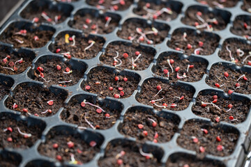 Wall Mural - Farmer growing coriander seed in the soil at the home garden. Many hole of seed in the plastic tray. Organic faming vegetable in house area. Environmental and plant farm concept.