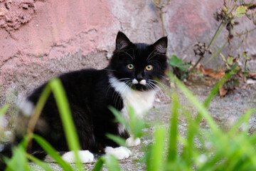 Wall Mural - cat
