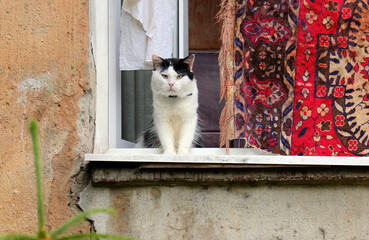 Wall Mural - Cat